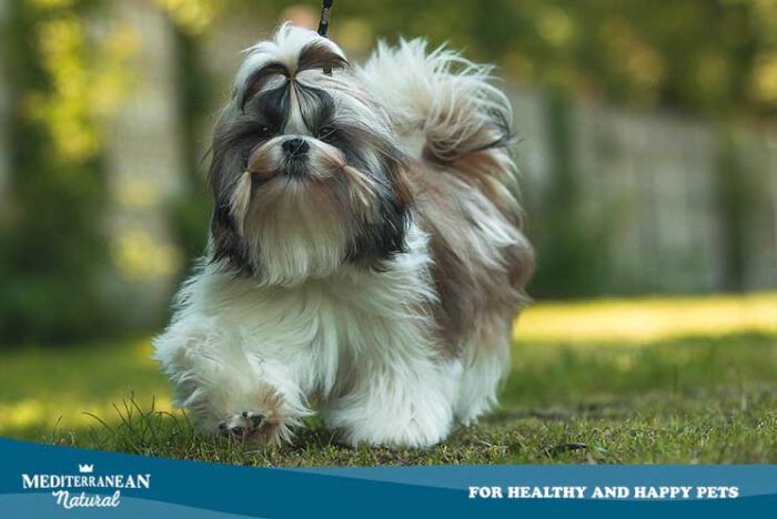 Mediterranean Natural Gu A Completa De Las Razas De Perros Shih Tzu