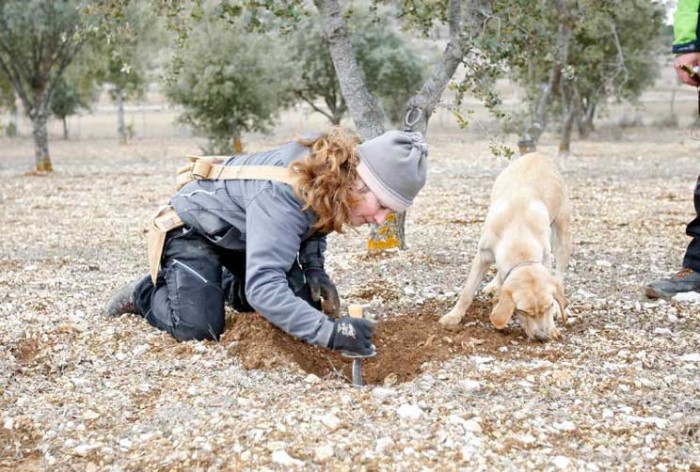 como-adiestrar-a-un-perro-para-buscar-trufas-1-700x472.jpg