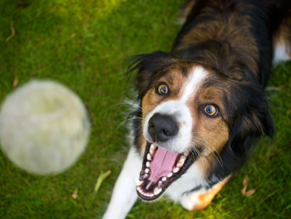 como-adiestrar-a-un-perro-para-buscar-tr