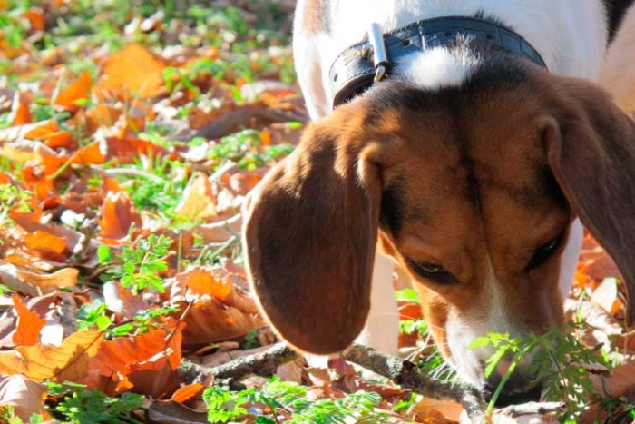 como-adiestrar-a-un-perro-para-buscar-tr