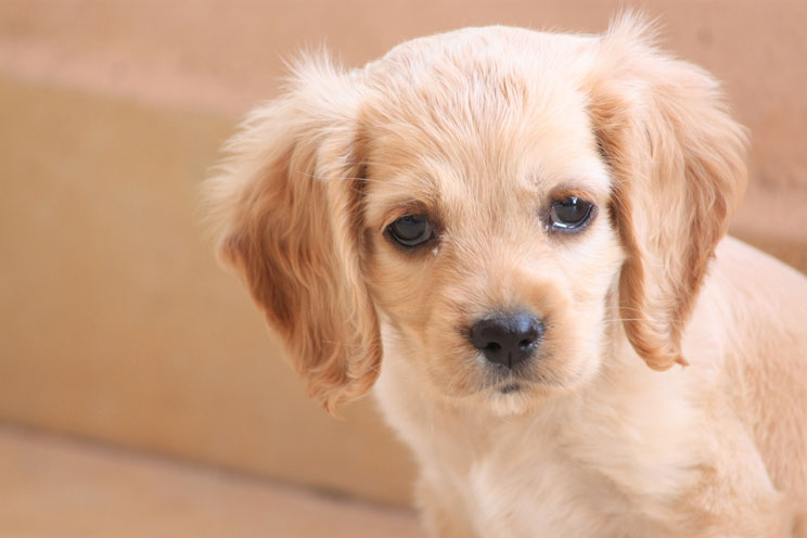 bebe lloron perro