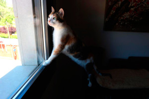 Cómo proteger a tu gato de las caídas desde ventanas