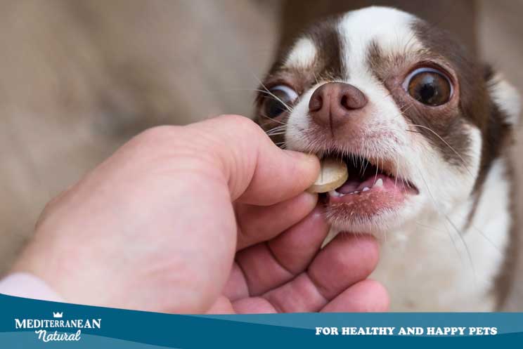 ¿Qué es la dirofilariosis canina? ¿Cómo proteger a mi perro del gusano del corazón?
