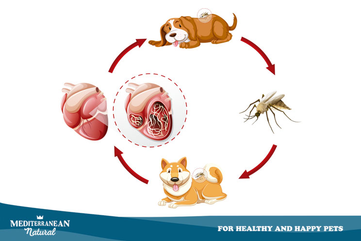 ¿Qué es la dirofilariosis canina? ¿Cómo proteger a mi perro del gusano del corazón?