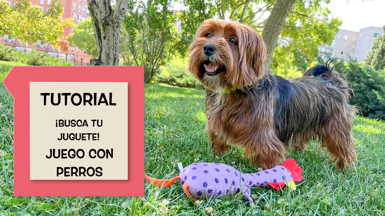 10 Mejores Juegos para Perros – Videos y Guía Completa paso a paso