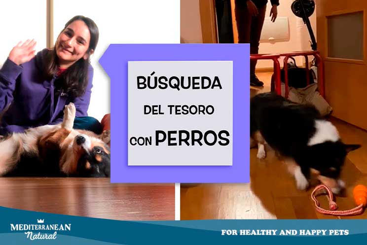 Juegos para perros en casa - Tienda Veterinaria Blog